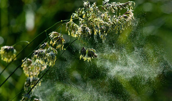 How pollen affects our health and economy